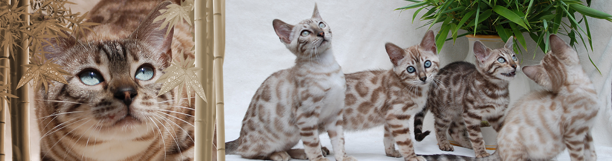 Chatterie Bankura Bengal S Elevage De Chats Bengal Chatons Bengal Brown Silver Snow