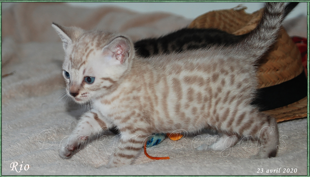 Chatterie Bankura Bengal S Elevage De Chats Bengal Chatons Bengal Brown Silver Snow