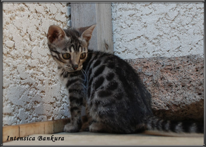 chat-bengal-silver